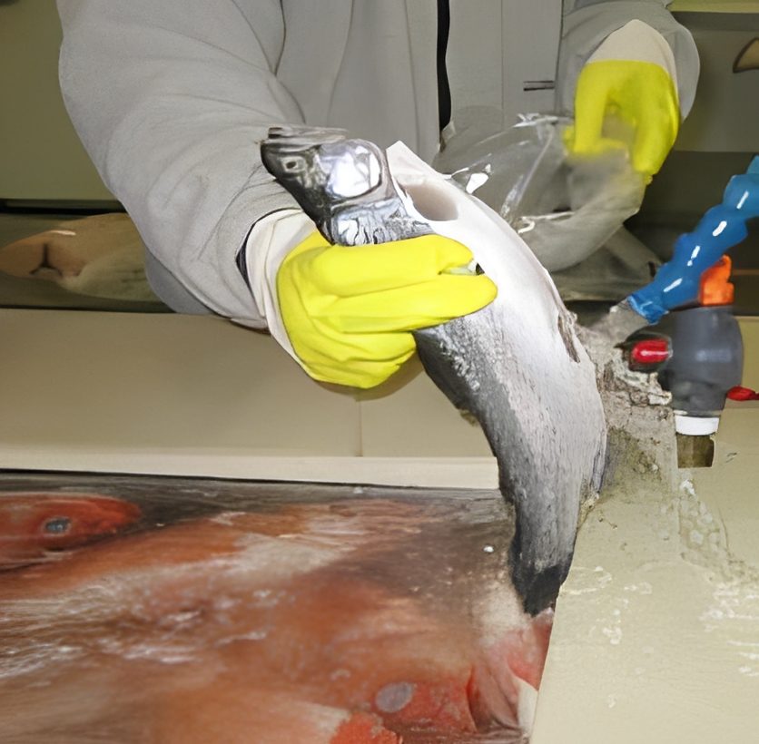 Fish being prepared in a kitchen